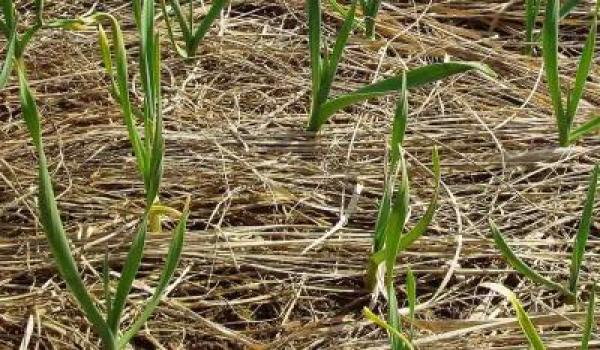 Mulching, Organic Farming 