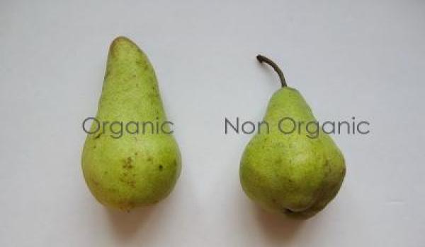 Organic vs InOrganic