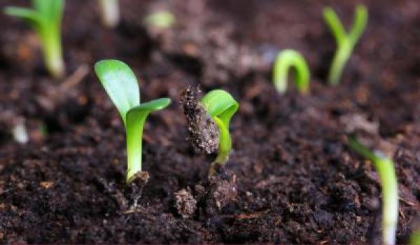 Organic Farming, Organic Fertilizer